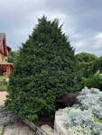 Plant name: Capitata Japanese Yew Taxus cuspidata cv. Capitata